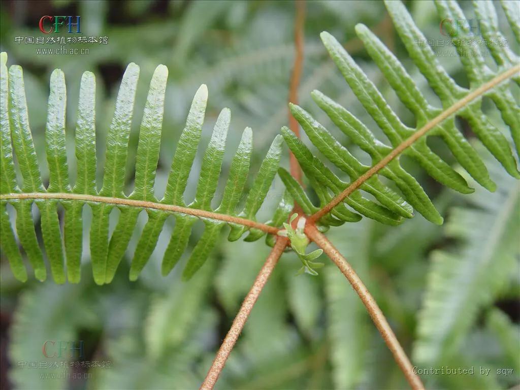 芒萁骨图片,民间中草药芒萁的药用功能