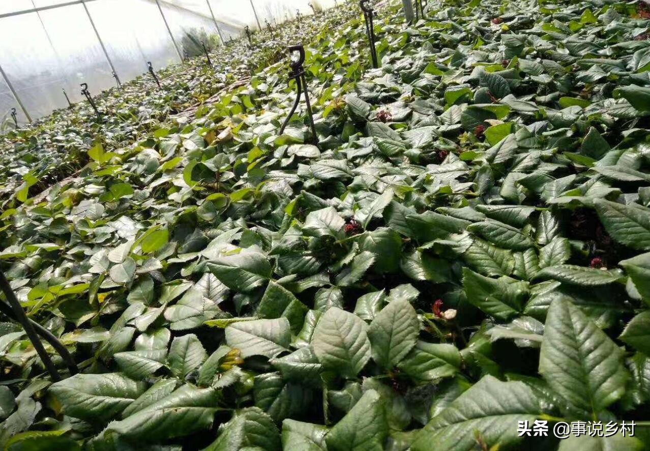 玫瑰花怎样修剪才可以重新长枝条,玫瑰花一枝开三个花苞要修剪吗