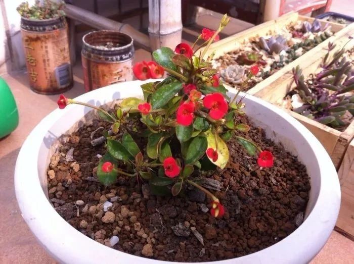 四季开花刺梅,能四季开花的花