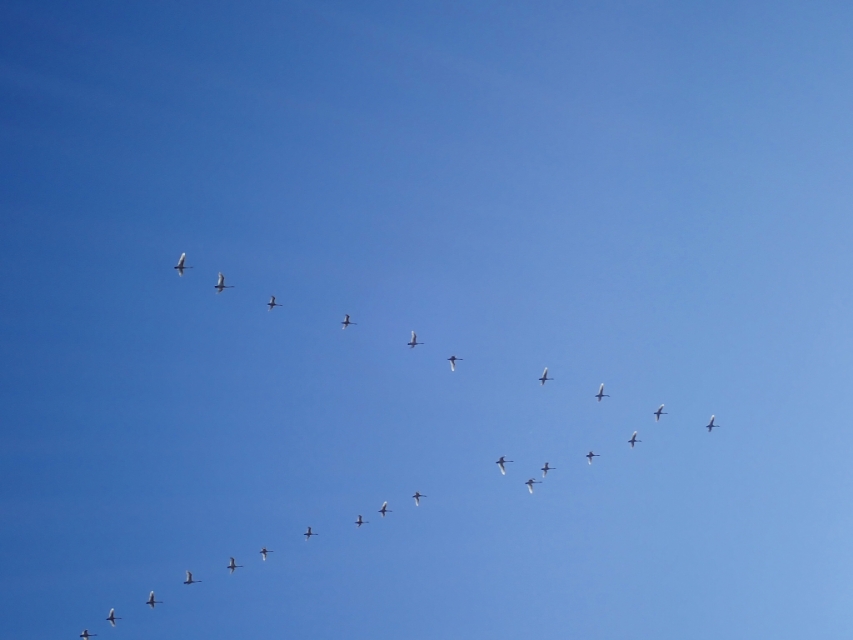 北海道登别到美瑛町需多久,日本北海道美瑛川的雪景