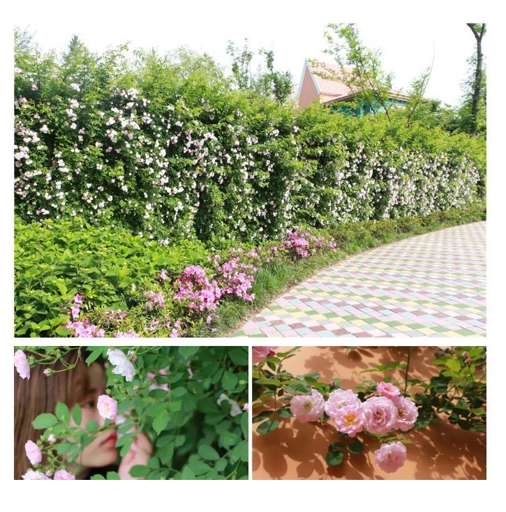 五一不能错过的花海,五一不能错过的美丽花海