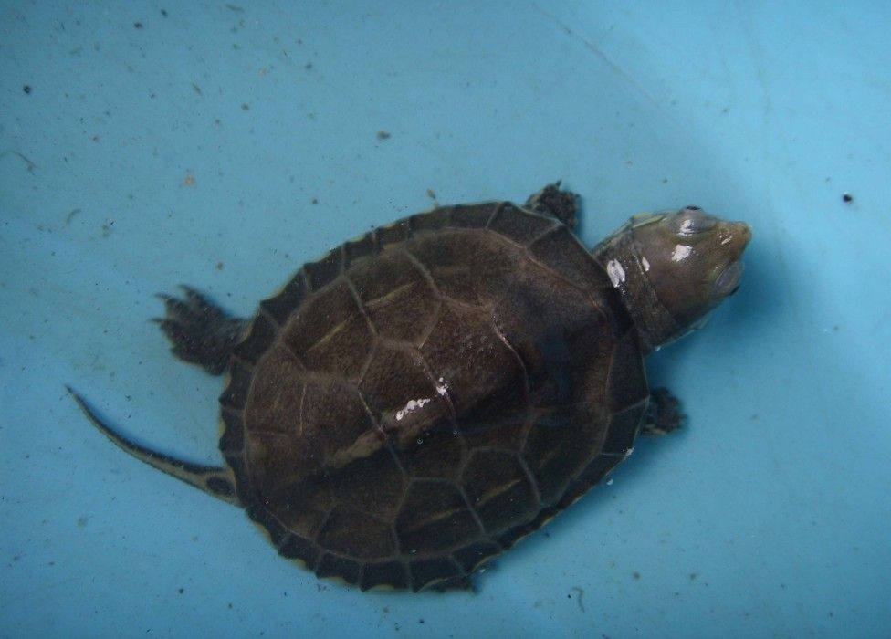 新手养龟自制龟缸,推荐新手龟