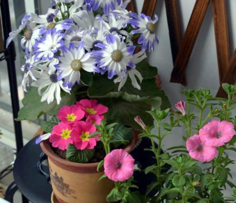 阳台小怎样利用空间种花,阳台空间小怎么养多肉