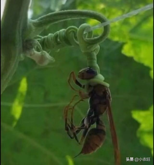 哪些农业创业项目好做,农业创业的优势与劣势