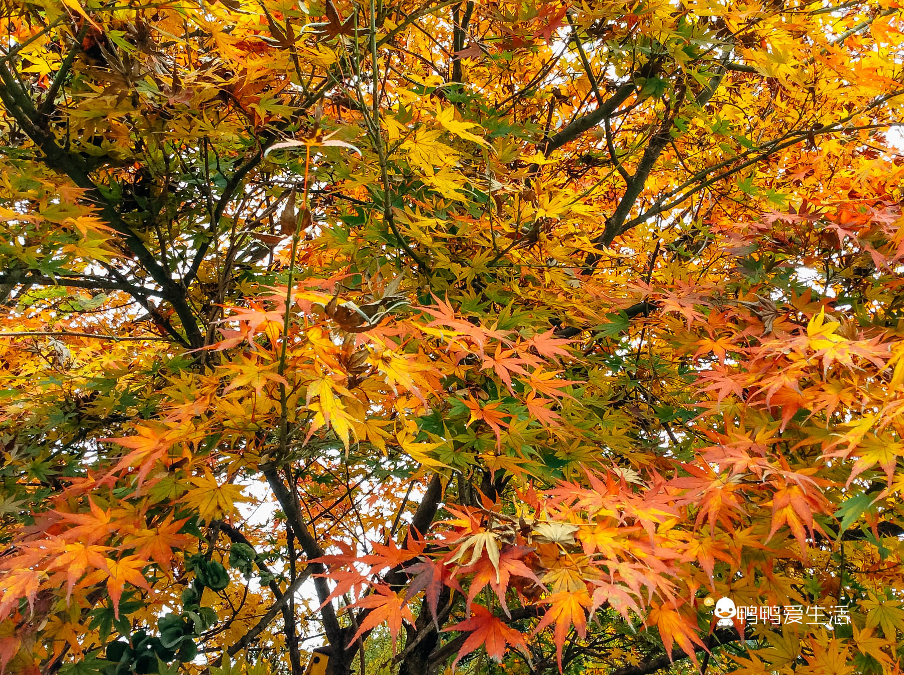 日本“小九寨”藏在富士山下,5月起繁花盛开,还能把泉水带回家
