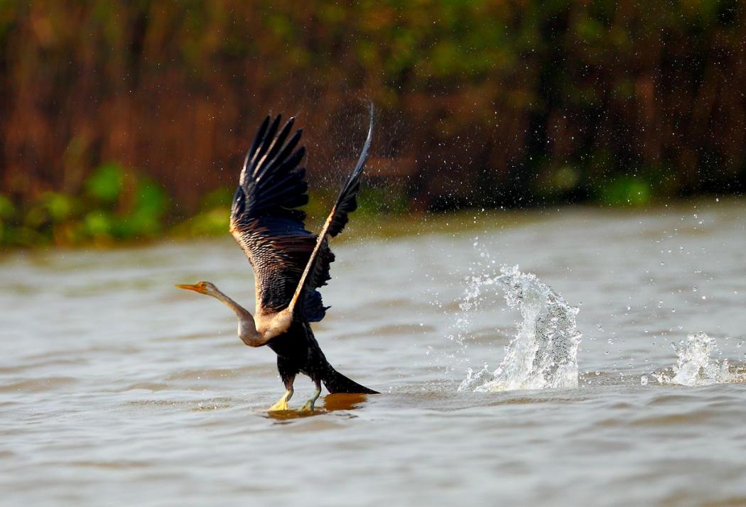 恐龙灭绝之后的大鸟,时隔80多年神秘大鸟再次现身