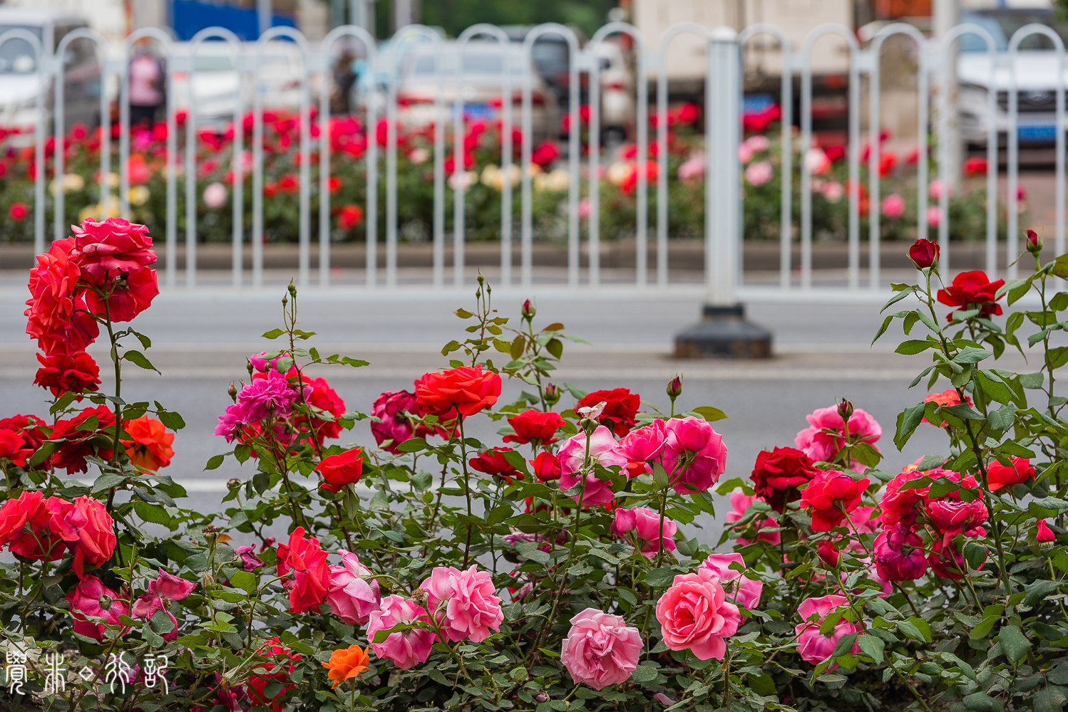 月季花中国特有品种,从中国运到欧洲的四种月季