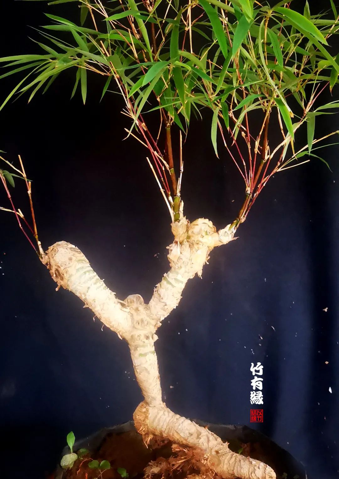 观赏竹怎么养护种植,养竹用什么营养液