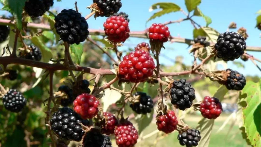 成都出发不到1h！3000多亩樱桃桑泡er随你摘，吃不饱算我输！