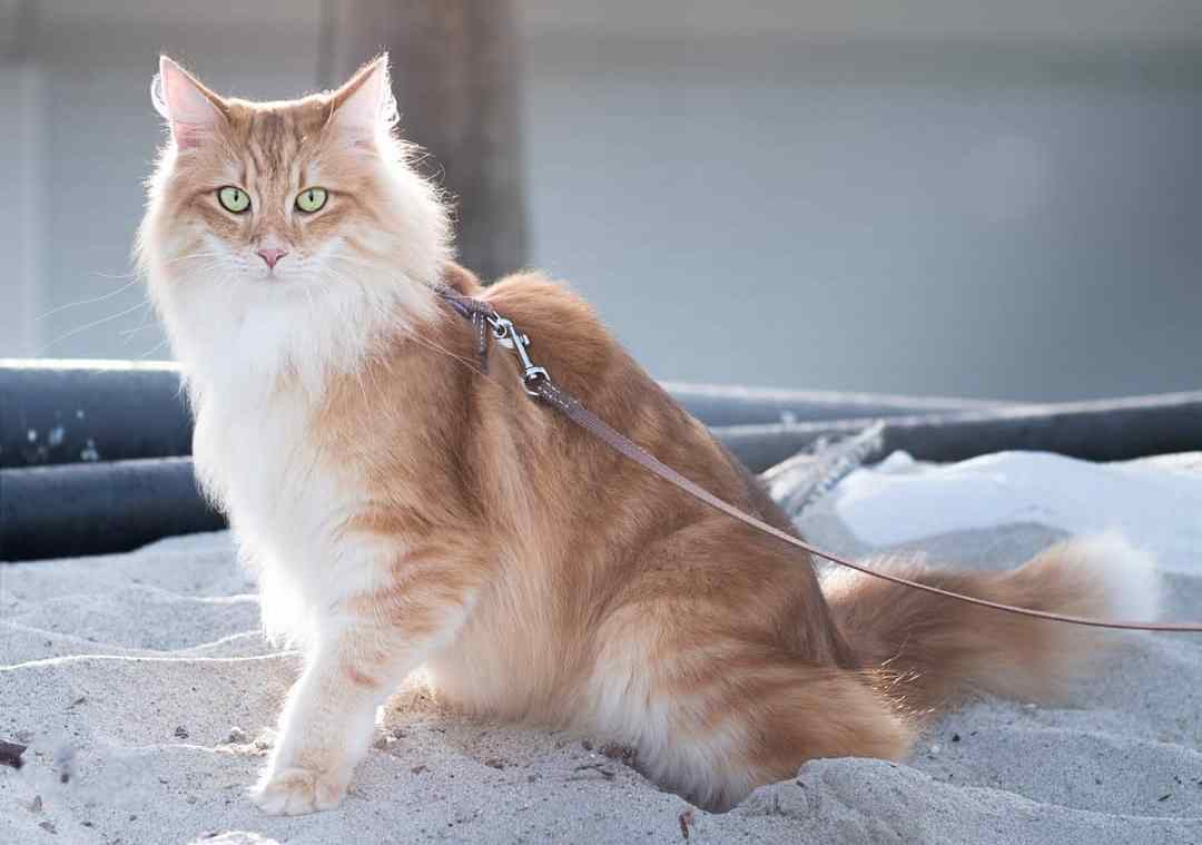 母猫生产前的预兆视频,母猫要生前的预兆