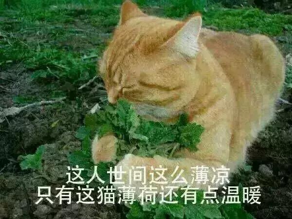 被猫咪舔了是爱的表现吗,被猫咪舔脸什么感觉