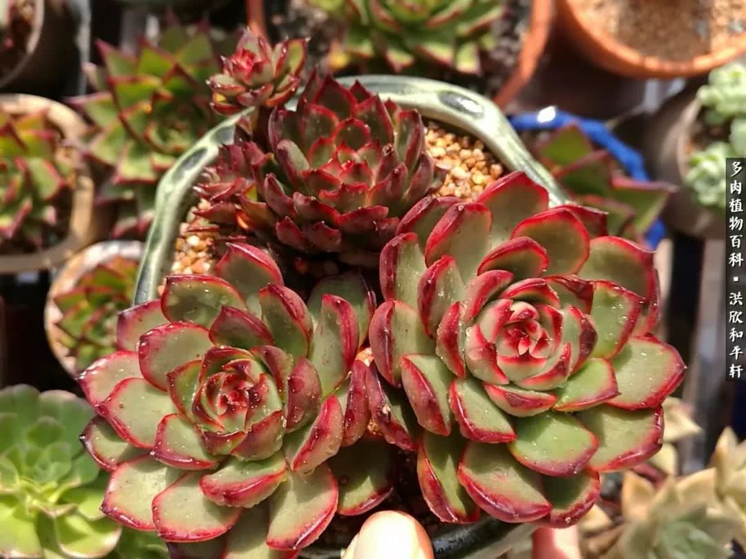 多肉的四季轮回,四季轮回多肉