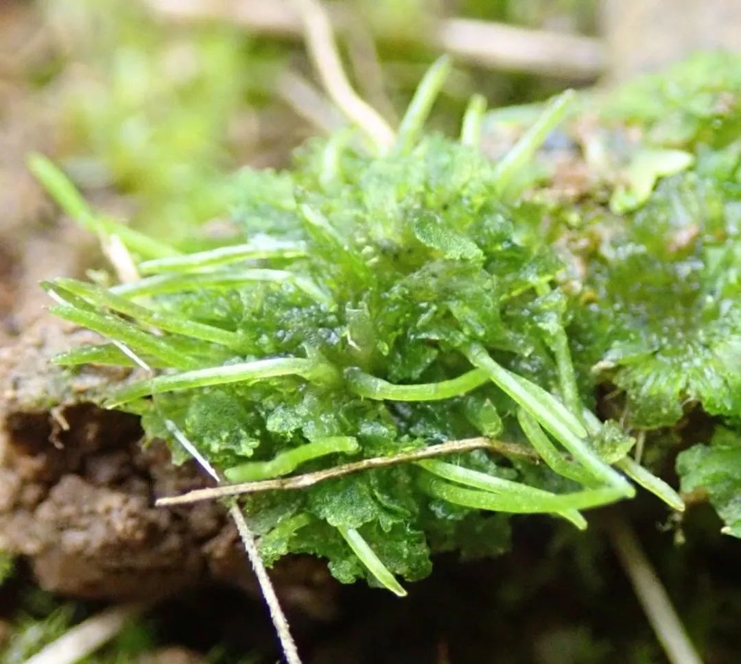 适合新手的水族箱,适合养在水族箱里的植物