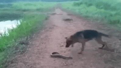 小伙玩了一下电鳗，直接口吐白沫倒下，我们该怎么和电鳗玩耍？