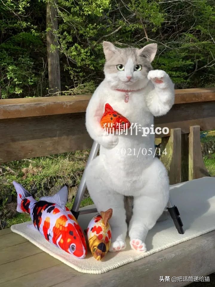 日本网红猫包,日本网红猫咪包