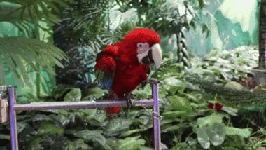 合肥动物园值得看的地方,合肥最好玩的动物园是哪