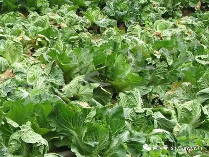 十字花科蔬菜容易发生根肿病,十字花科蔬菜根肿了怎么办