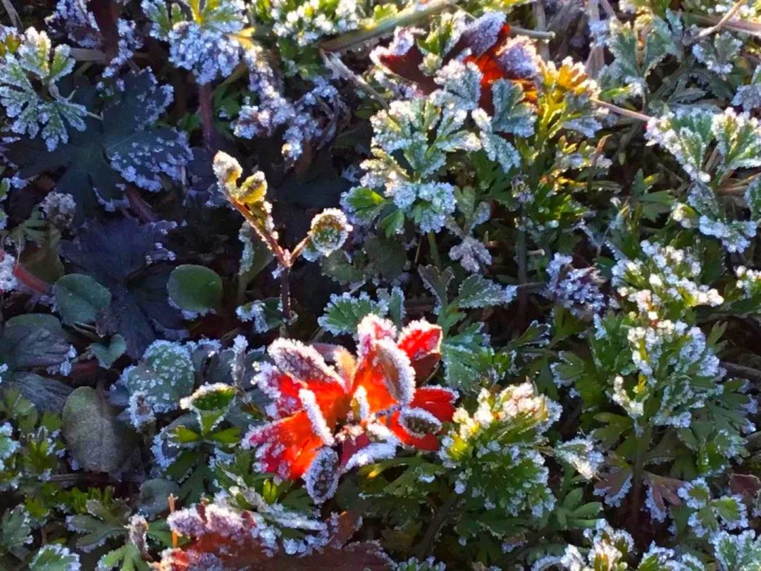 草木人间的丁香花,草木人间夏天
