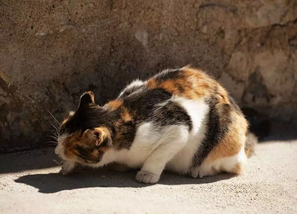 剪掉猫咪胡须对猫咪有影响吗,猫咪胡须不小心剪了会长吗