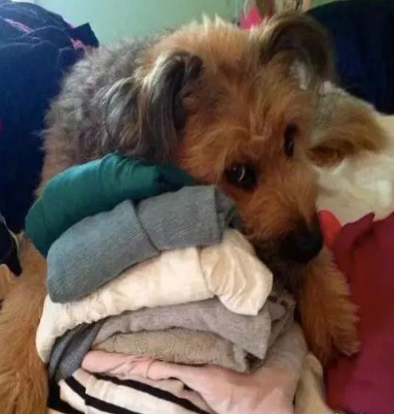 举报偷渡走私,偷渡被捕的猫