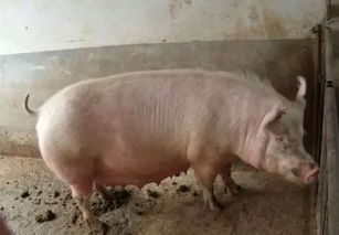 母猪技术指导,母猪分娩饲养管理要点