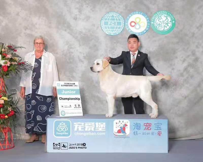 英系与美系金毛和拉布拉多,拉布拉多分为美系和德系英系