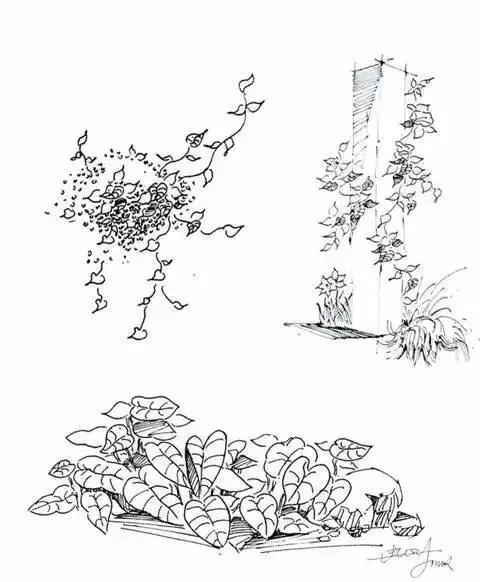 风景速写|超简单树木画法，简单易学，快来临摹学习