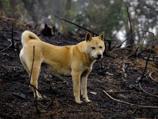 最适合新手养的狗狗十大排行榜,十种最好养的狗狗优缺点图片