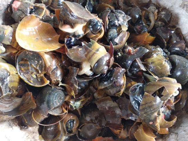 小龙虾如何养殖经济又实惠,小龙虾养殖成本大全