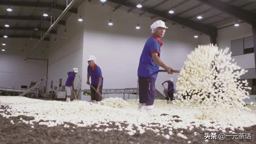 非遗花茶,非遗茉莉花茶技艺