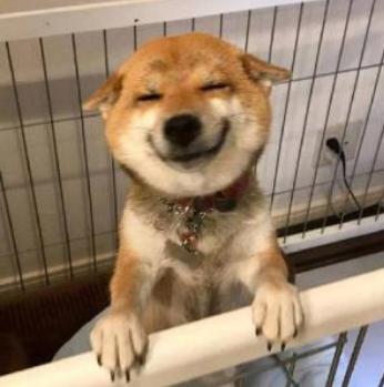 狗狗最近莫名其妙的特别粘人,明明狗狗很粘自己但是还是护食