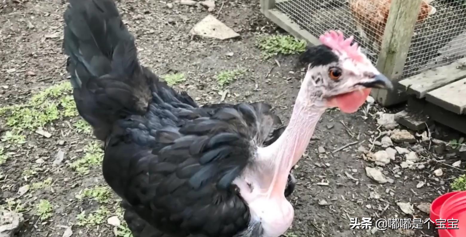 最恐怖的五种杂交生物,科学家搞出来的神奇杂交物种