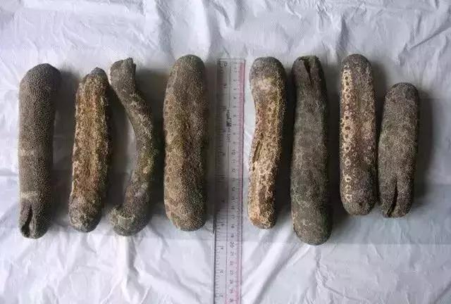 海参的高级介绍,海参营养丰富可你真的了解海参吗