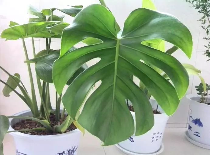 花突然蔫了？你家装修污染可能出问题了！