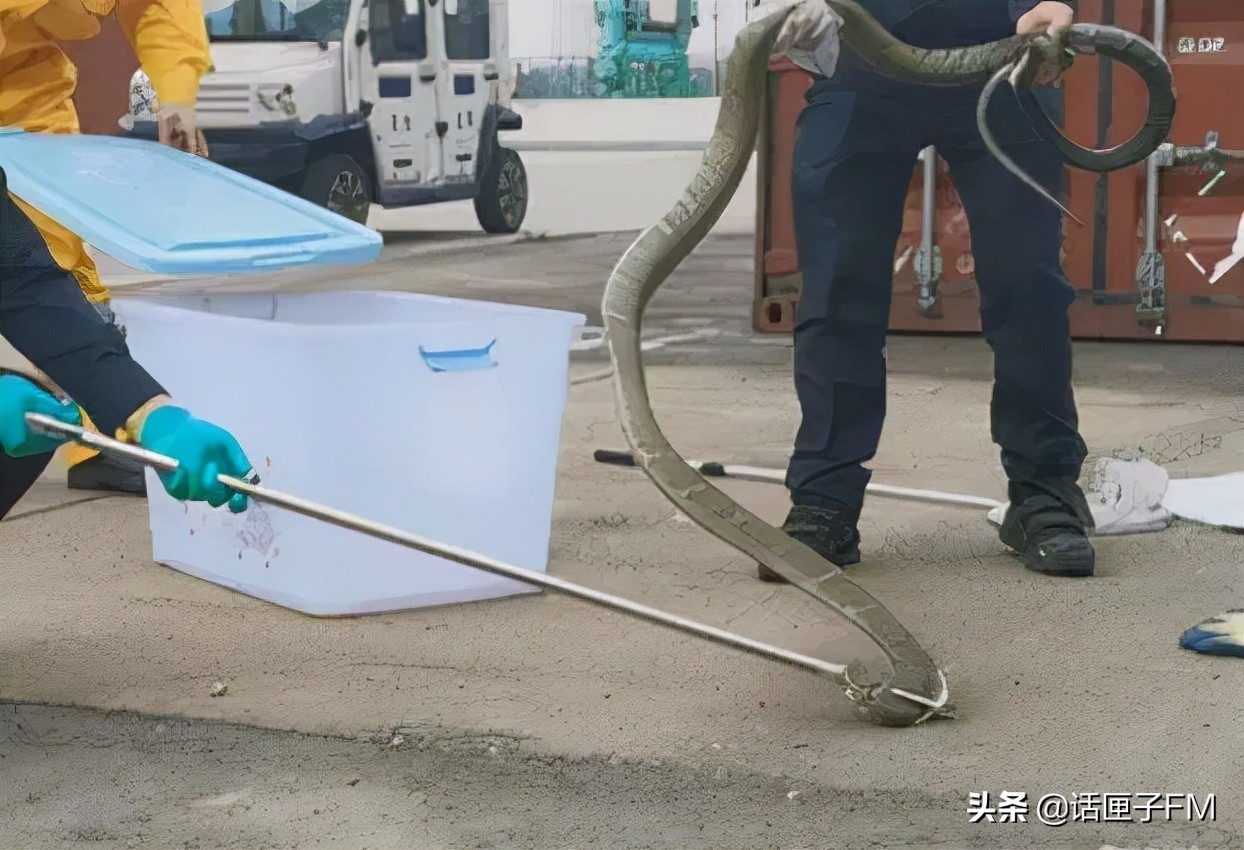 4米长,手臂粗!海关截获眼镜王蛇,现场还在不断喷射毒液