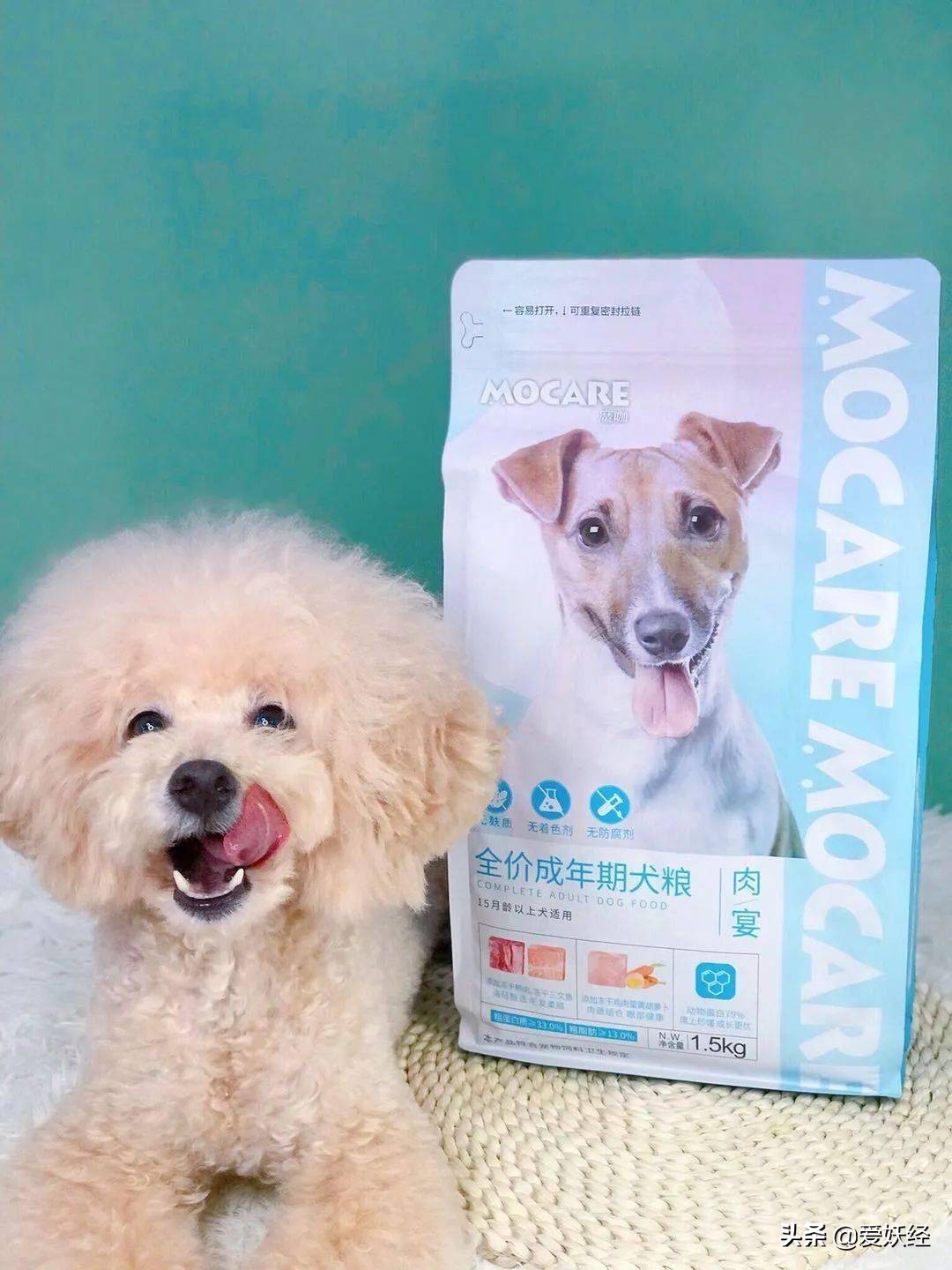 狗狗沉浸式吃冻干大餐和肉,狗狗吃冻干肉大餐