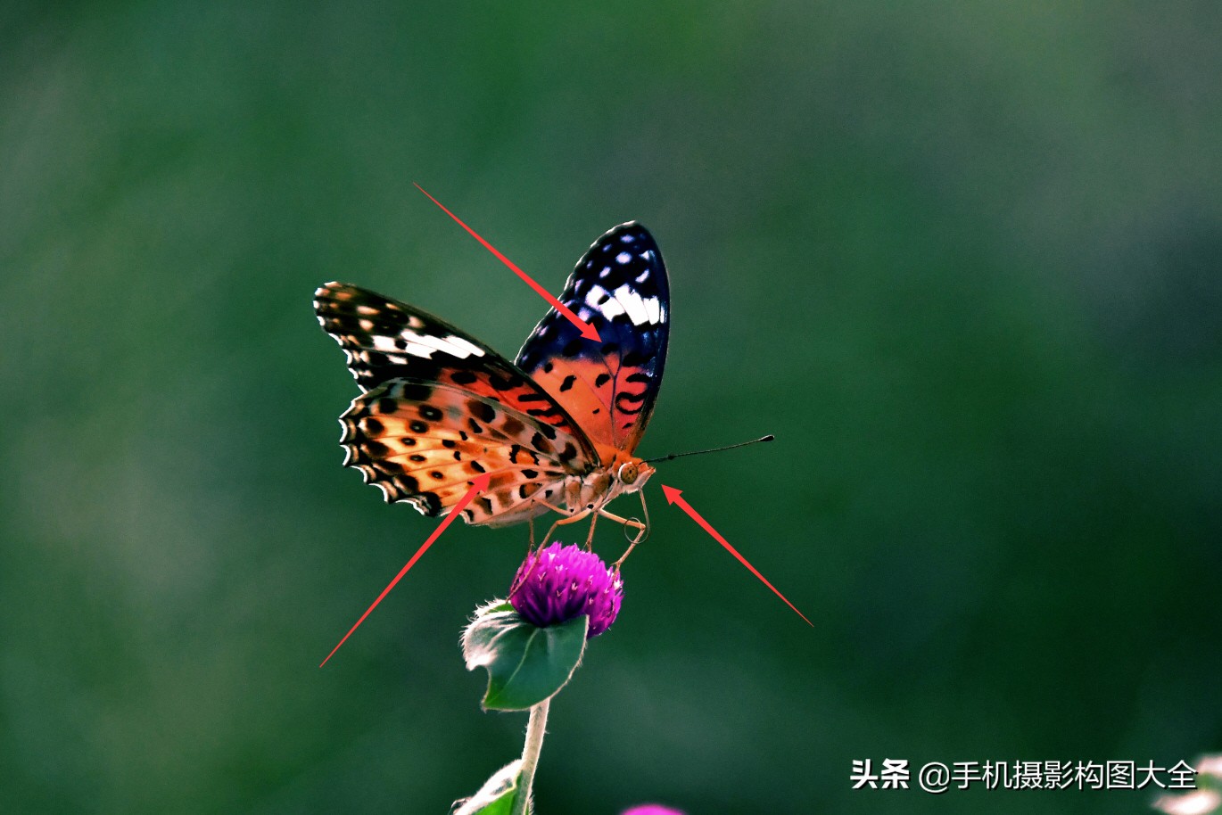 拍蝴蝶最大收获,拍蝴蝶技巧