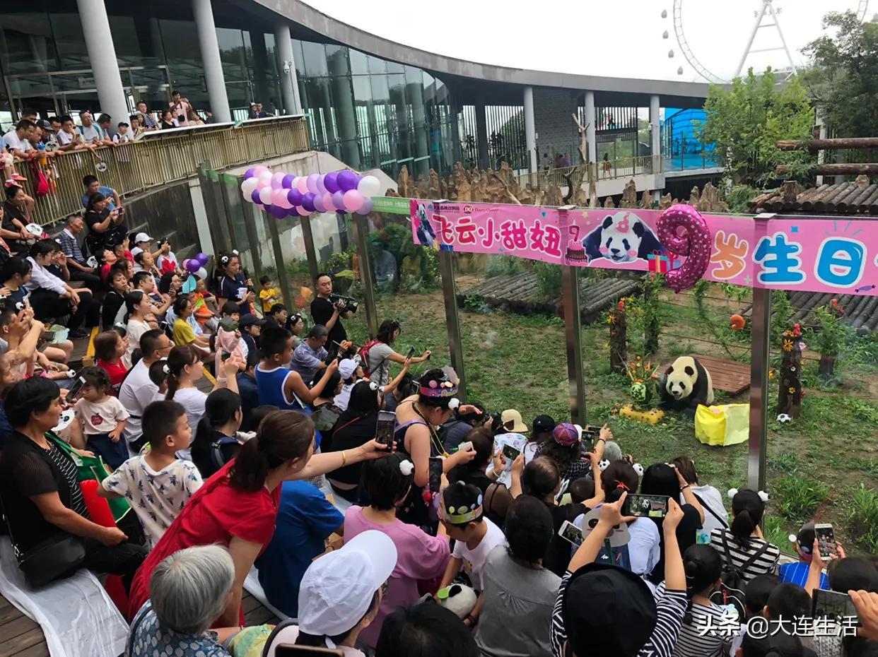 大连森林动物园熊猫生日会,大连森林动物园网红大熊猫