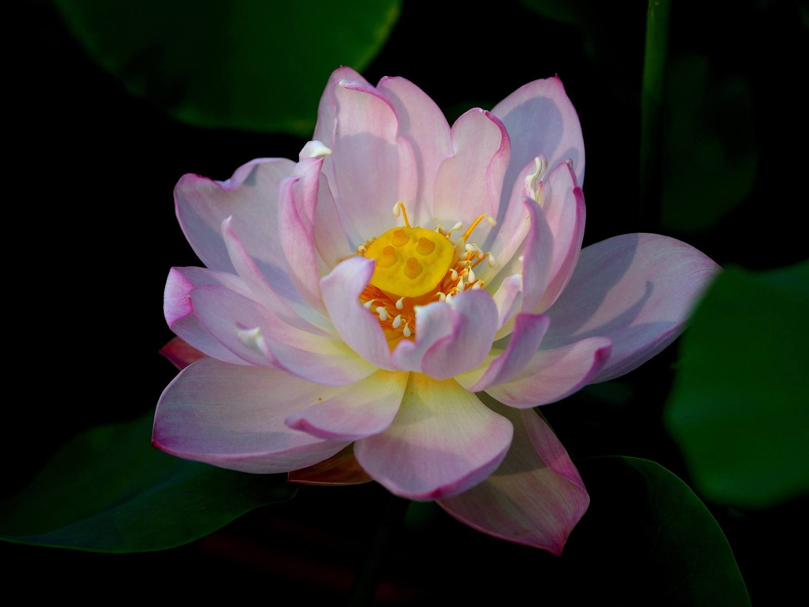 碗莲移栽最佳时间和方法,碗莲移栽叶子发黄怎么办