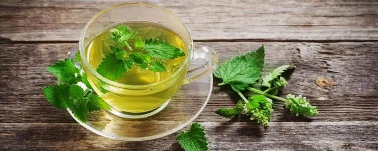 凤泉薄荷价值,凤泉薄荷功效