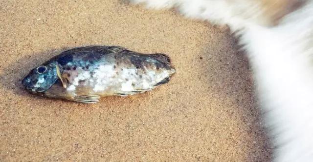 小众冷门海滩,摩旅阳江沙扒湾