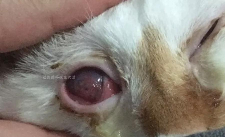 眼角膜溃烂能做角膜移植手术吗,双眼角膜溃疡