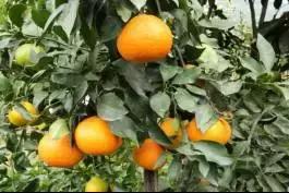 柑橘新优优缺点,设施柑橘新品种优缺点