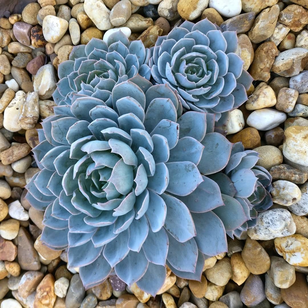 蓝石莲多肉最好看,多肉界的颜值天花板