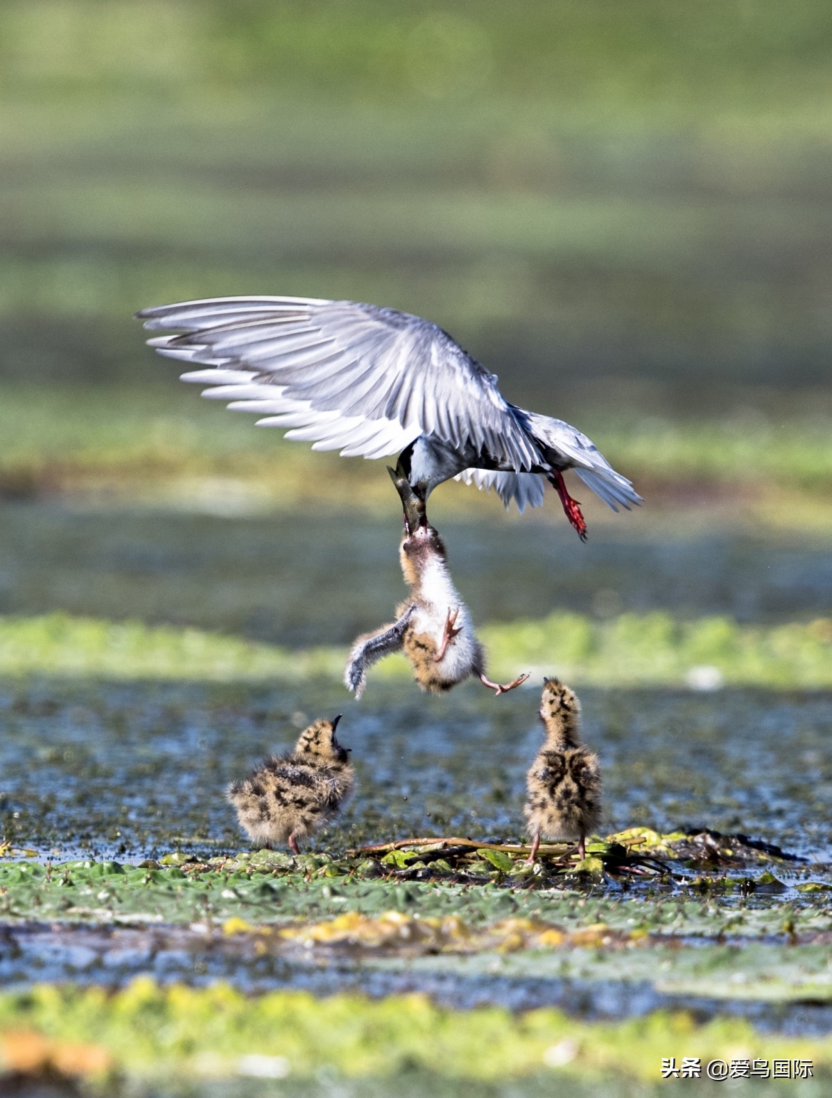 观鸟大年影片,观鸟大年在线观看