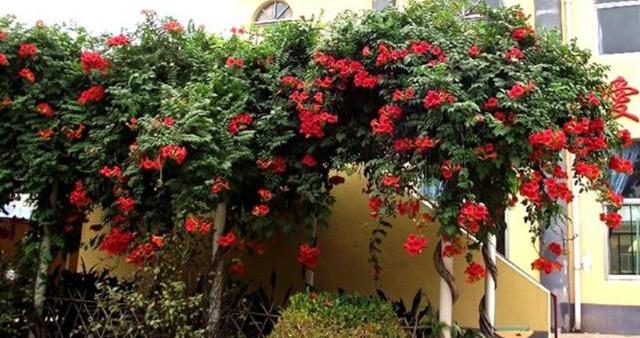 开满阳台爬藤最佳的选择,阳台种上这8种爬藤植物