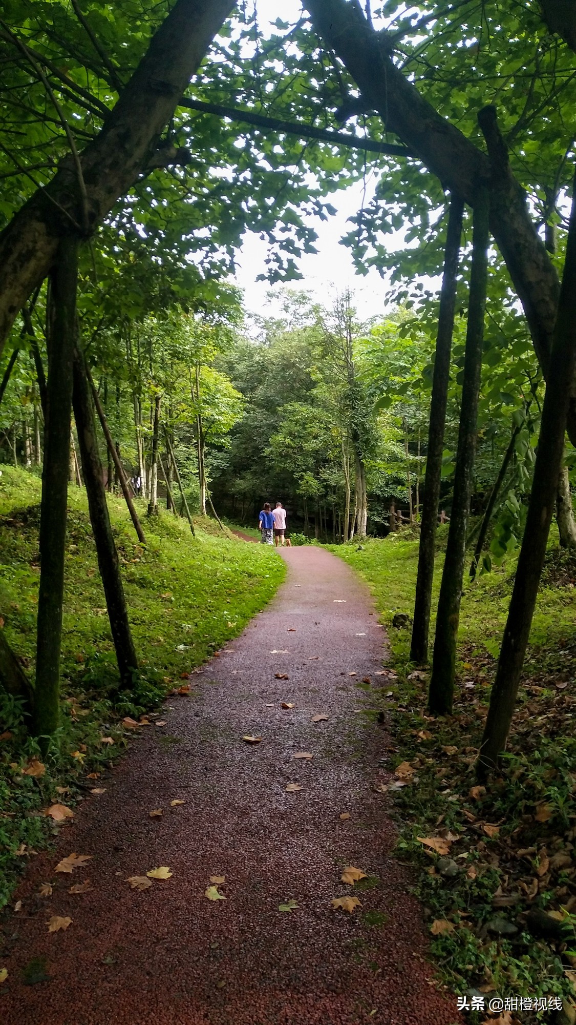 洪雅七里坪温泉小镇,洪雅县七里坪度假区管委会