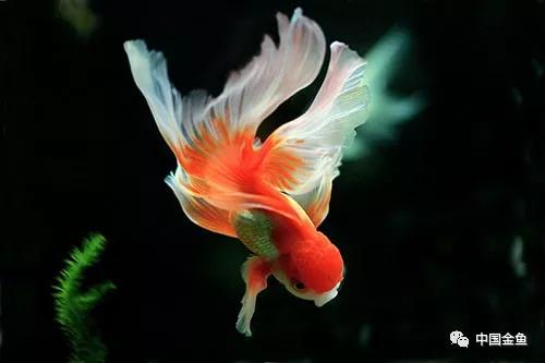 冬天养鱼注意事项和禁忌,冬季养鱼怎么让鱼安全越冬