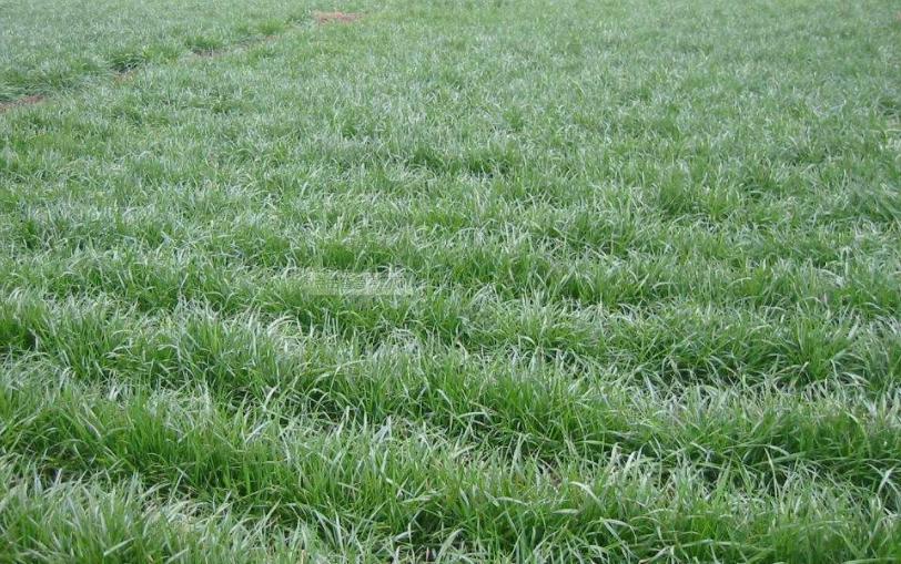 秋季种植牧草黑麦草,黑麦草种植效益