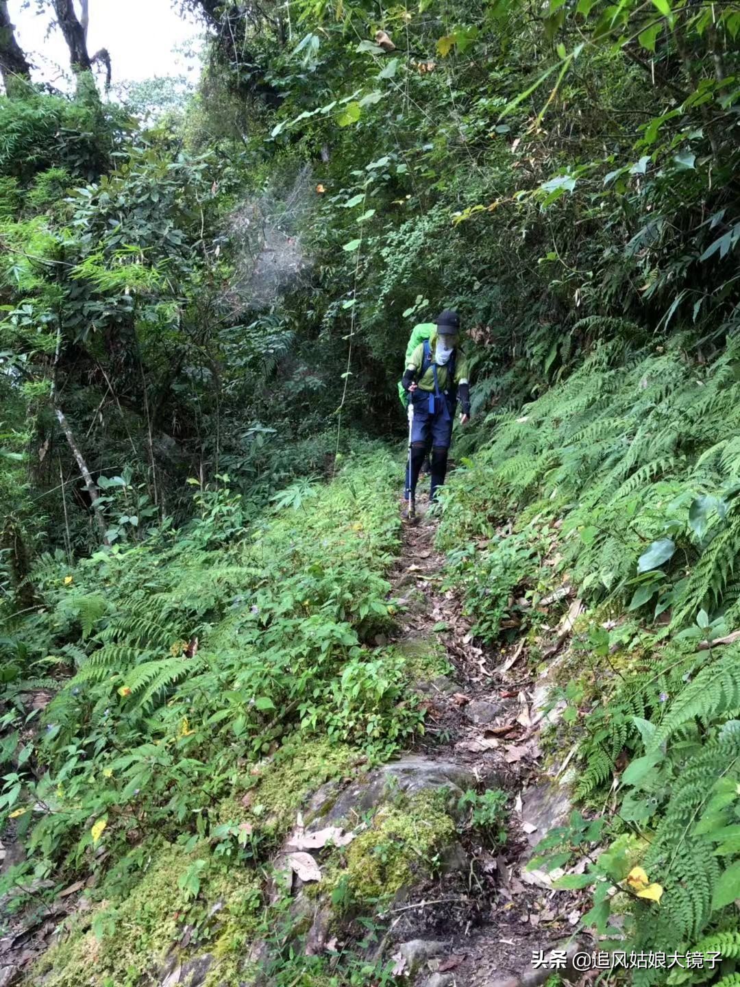 穿越到原始森林里面,穿越原始森林来种田